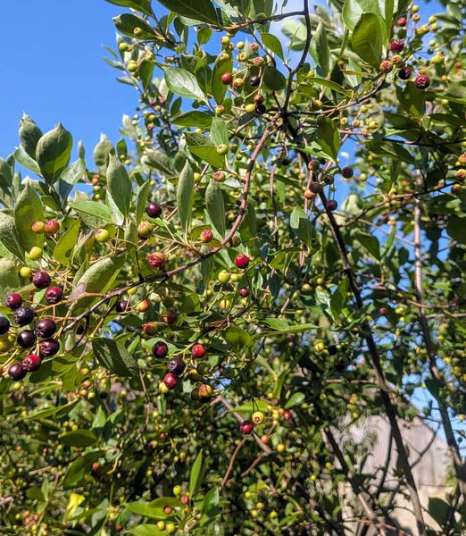 Aronia melanocarpa 'Hugin' 120 cm kmeň